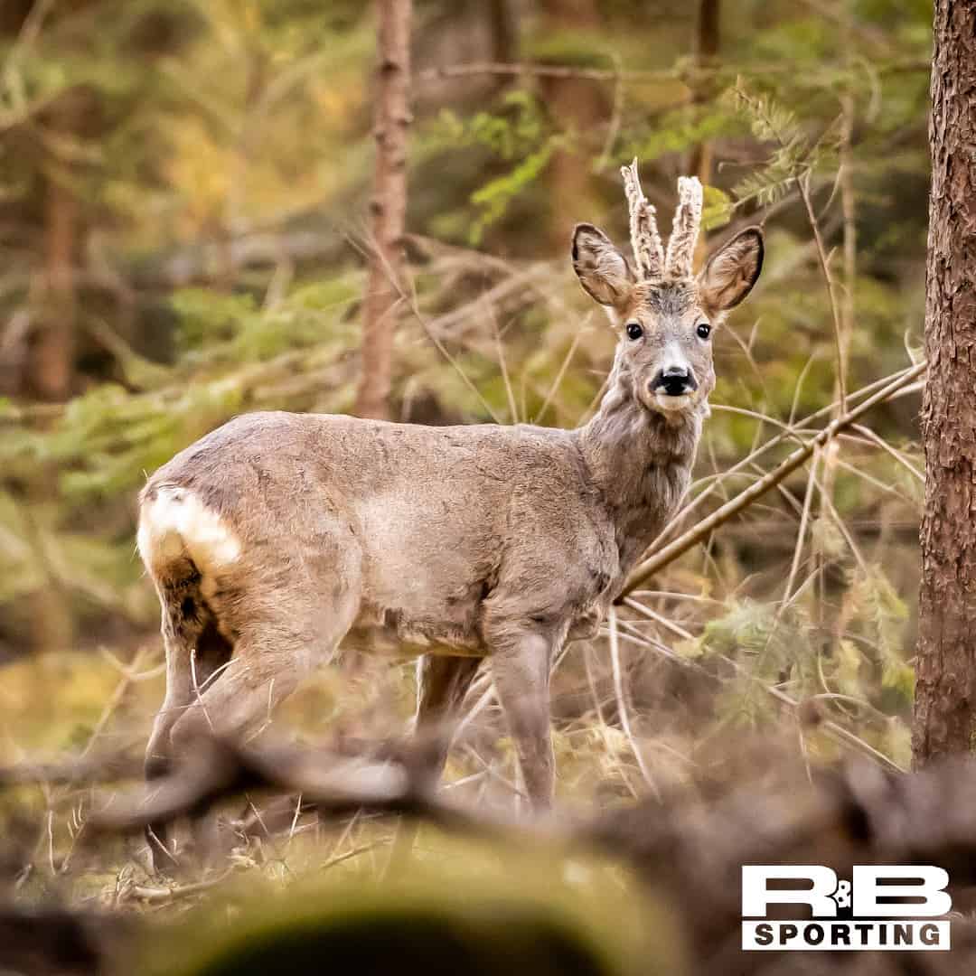 roebuck
