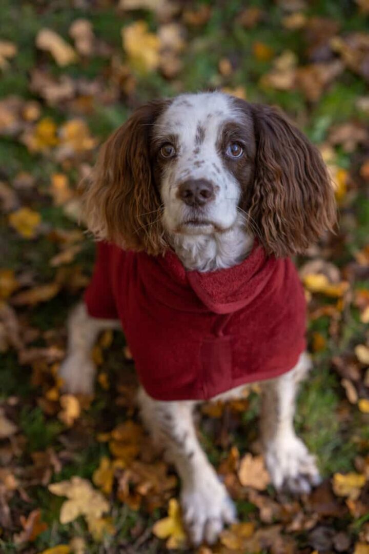 Ruff & Tumble Dog Drying Coat Classic Rosehip