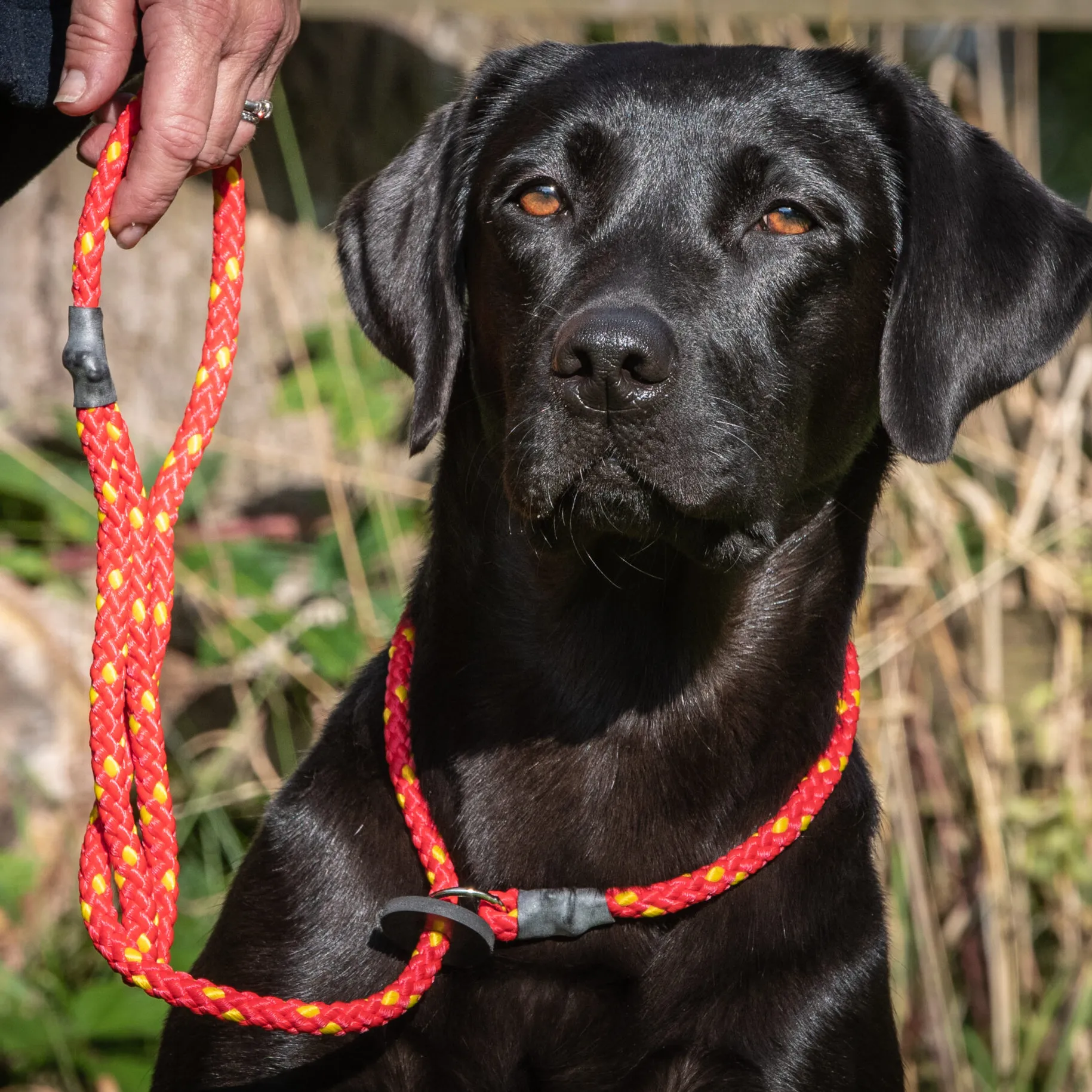 Gundog Slip Lead Red & Yellow - Image 2